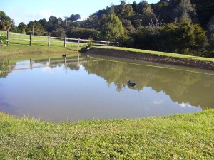 Pond created by Manaia Excavators